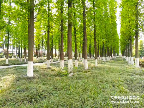 電子科技大學校園風景