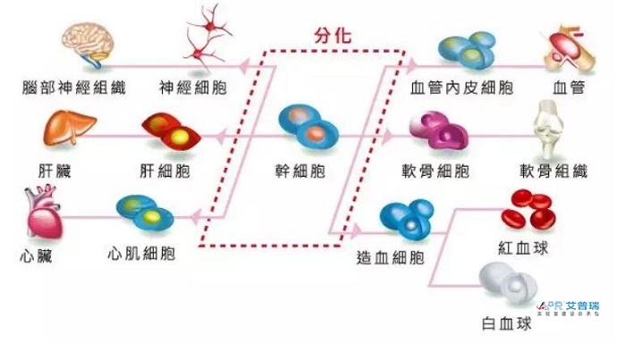 干細胞實驗室布局怎么設計？